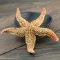 Hai Pan Che 500g Starfish Sea Star Five-pointed Star Asterias Rollestoni