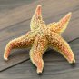 Hai Pan Che 500g Starfish Sea Star Five-pointed Star Asterias Rollestoni