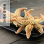 Hai Pan Che 500g Starfish Sea Star Five-pointed Star Asterias Rollestoni
