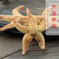 Hai Pan Che 500g Starfish Sea Star Five-pointed Star Asterias Rollestoni