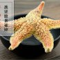 Hai Pan Che 500g Starfish Sea Star Five-pointed Star Asterias Rollestoni