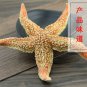 Hai Pan Che 500g Starfish Sea Star Five-pointed Star Asterias Rollestoni