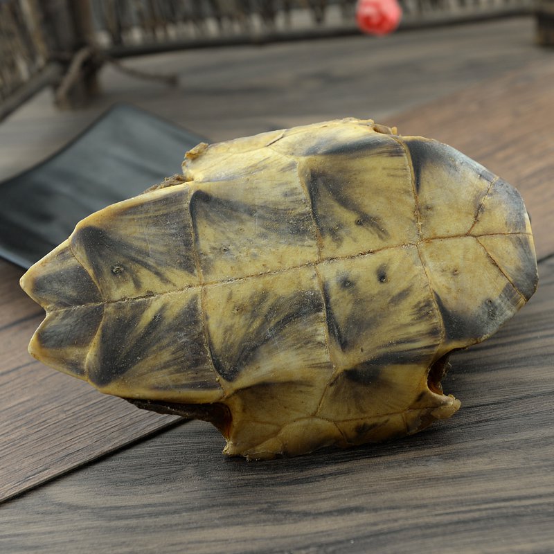 Gui Ban 500g Tortoise Shell Carapax et Plastrum Testudinis