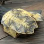 Gui Ban 500g Tortoise Shell Carapax et Plastrum Testudinis