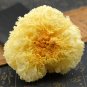Yin Er 500g White Fungus Tremella Fuciformis Berk.