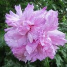 50 LIGHT PINK DOUBLE ROSE OF SHARON HIBISCUS Syriacus Flower Tree Bush SeedsShip From USA