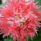 250 VENUS PEONY POPPY Papaver Paeoniflorum Paeony Double Rose Pink Flower SeedsShip From USA