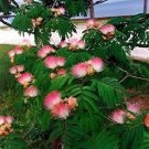 25 MIMOSA / PERSIAN SILK TREE Albizia Julibrissin Flower Seeds *Combined ShippngShip From USA