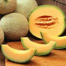 200 HALE'S BEST JUMBO CANTALOUPE Orange Muskmelon Cucumis Melo Melon Fruit SeedsShip From USA