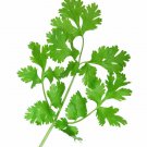 100 FIESTA GREEN CILANTRO / CORIANDER Coriandrum Sativum Herb Vegetable SeedsShip From USA