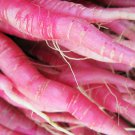 100 PINK SUMMERSICLE RADISH Raphanus Sativus Root Vegetable Seeds *Combined ShipShip From USA