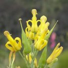 10 GOLDEN EARDROPS Dicentra Chrysantha Yellow Bleeding Heart Shade Flower SeedsShip From USA