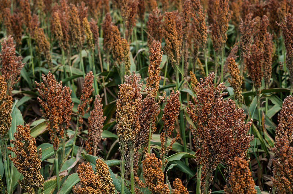 100 WILD GAME FOOD PLOT SORGHUM Aka MILO Deer Game Bird Bicolor Seeds 