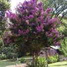 35 PURPLE CREPE MYRTLE Crape Tree Shrub Lagerstroemia Flower Seeds +Gift CombSHShip From USA
