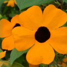 30 BLACK EYED SUSAN VINE Thunbergia Alata Flower Seeds + Gift & Comb S/HShip From USA