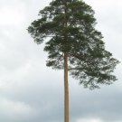 10 RED JAPANESE PINE TREE Korean Pinus Densiflora Evergreen Seeds *CombSH & GiftShip From USA