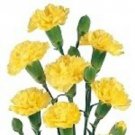 50 YELLOW CARNATION Dainthus Caryophyllus Grenadin Flower Seeds + Gift & Comb SHShip From USA