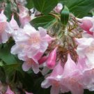 10 BEAUTY BUSH SHRUB Beautybush Kolkwitzia Amabilis Flower Seeds +Gift & Comb SHShip From USA