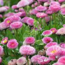 100 PINK ENGLISH DAISY Bellis Perennis Flower Seeds + Gift & Comb S/HShip From USA