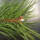 10 JAPANESE BLACK PINE TREE Evergreen Pinus Thunbergii Seeds + Gift & Comb S/HShip From USA