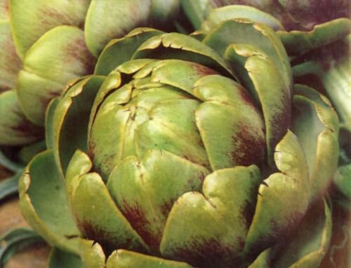 Guarantee 40 Seeds GREEN GLOBE ARTICHOKE Seeds Organic Non-GMO Antioxidants Garden / Containers