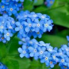 Guarantee 225 Seeds CHINESE FORGET ME NOT Seeds Blue Wildflower Blooms Summer-Fall AAS Winner