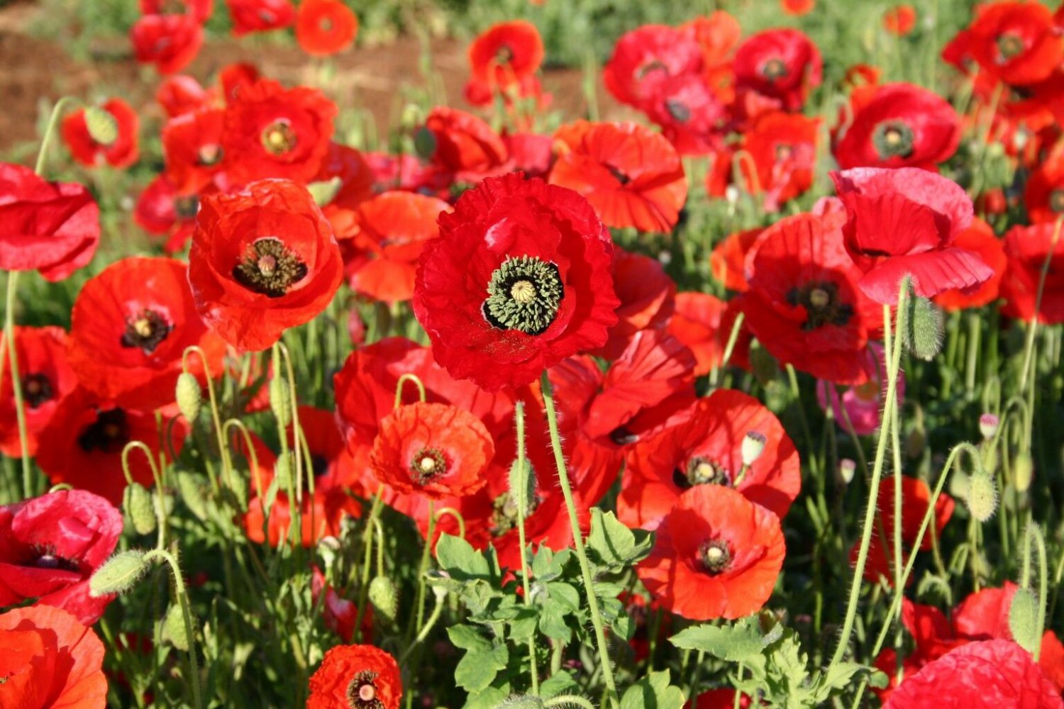 cornfield poppy seedlings cornfield poppy seedlings