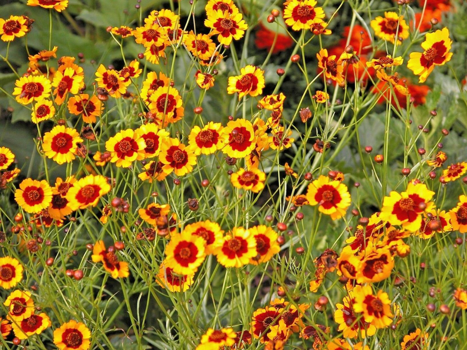 Guarantee 2000 Seeds Dwarf Plains Coreopsis Seeds American Native Wild