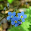 Guarantee Myosotis sylvatica Woodland Forget Me Not 500 Seeds