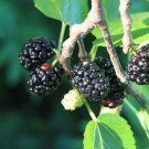 Guarantee Morus nigra Black Mulberry Toot Tree 20 seeds