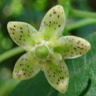 Guarantee Cosmostigma racemosum Green Milkweed Creeper 10 Seeds