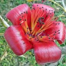 Guarantee Bombax ceiba Red Silk Cotton Tree Kapok 20 Seeds