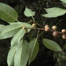 Guarantee Ficus virens White Fig Pilkhan 200 Seeds