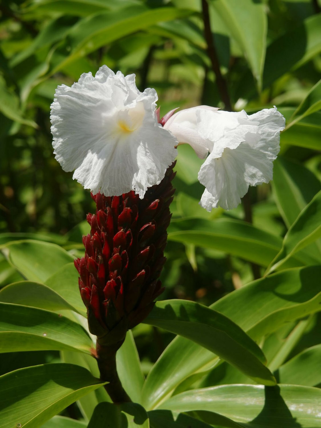 Costus speciosus