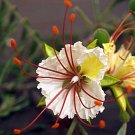 Guarantee Delonix decaryi Poinciana Flamboyant Tree 10 Seeds