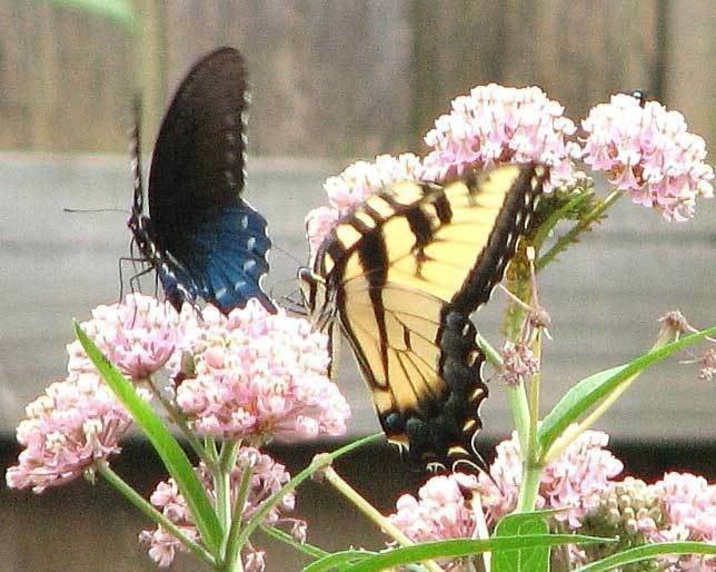 Guarantee Asclepias incarnata Carmine-Rose Cinderella 50-Seeds