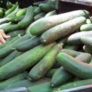 Guarantee cucumber STRAIGHT EIGHT 15 SEEDS slicing and pickling too