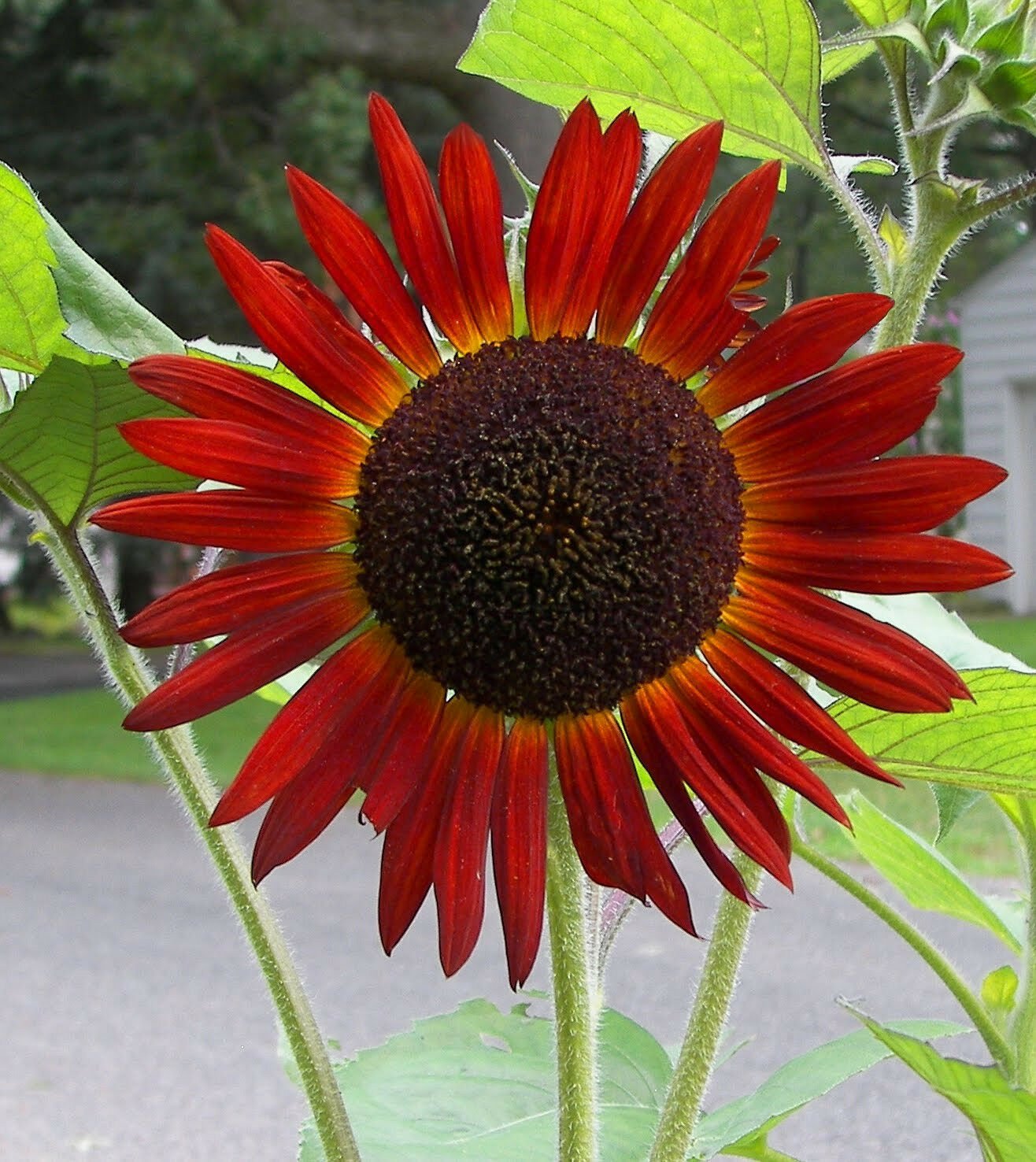 Guarantee sunflower RED SUN flower 50 seeds
