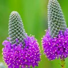 Guarantee clover PURPLE PRAIRIE flower 120 seeds