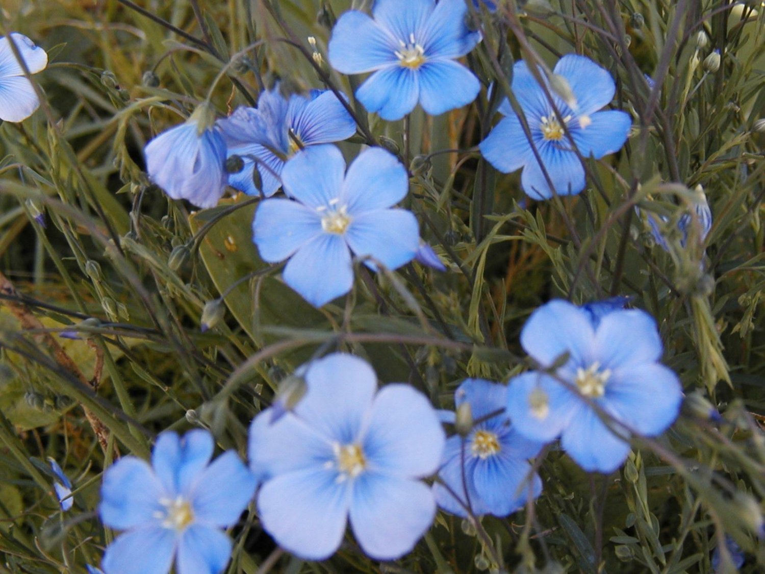 Guarantee flax blue SUN PERENNIAL flower 240 seeds