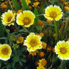 Guarantee tidy tips DROUGHT TOLERANT yellow flower 360 SEEDS
