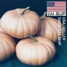Guarantee 15 Seeds Long Island Cheese Pumpkin seeds Specialty pumpkin