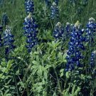 Guarantee Texas Bluebonnet Lupinnis 100 Seeds