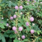 Guarantee Mimosa Pudica Sensitive Plant 50 Seeds