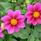 Guarantee Dahlia  Mignon Rose 25 Seeds
