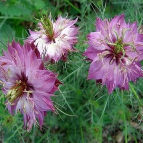 Guarantee Love In A Mist Rose Nigella 50 Seeds