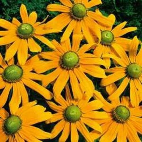 Guarantee RudbeckiaHirta Green Eyes 100 Seeds
