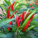 Guarantee 50 Seeds SEEDS Thai red chili or piri piri Hot Pepper NONGMO HEIRLOOM SEEDS