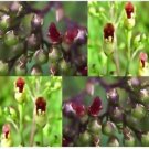Guarantee 30  Schrophularia Marilandica Burgandy Late Figwort  Perennial Flower Seeds
