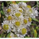 Guarantee 100  New Snow Anaphalis  Perennial Flower Seeds